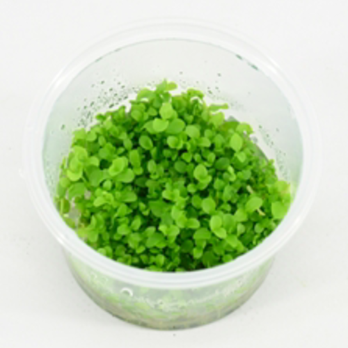 Micranthemum Monte Carlo in cup 100cc Micranthemum Monte Carlo in cup 100cc