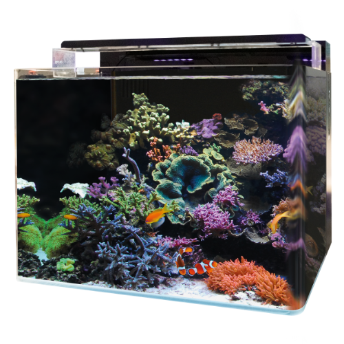 Blue Marine Blue Marine Reef 120 aquarium Blue Marine Blue Marine Reef 120 aquarium