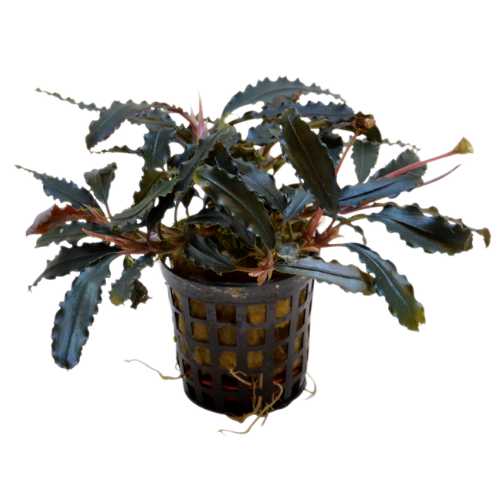 Bucephalandra Biblis 5 cm pot Bucephalandra Biblis 5 cm pot