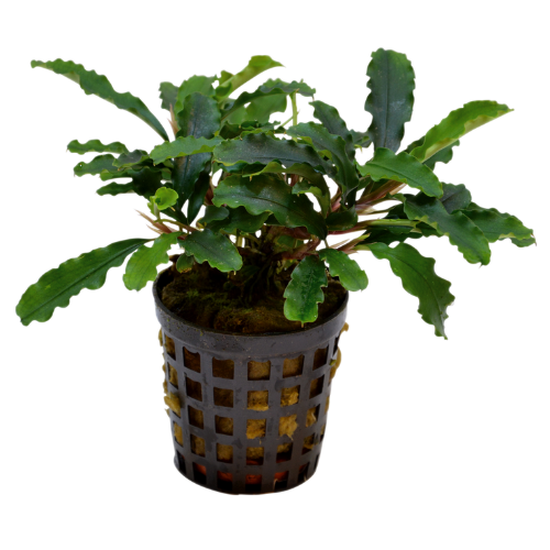 Bucephalandra Green Velvet 5 cm pot Bucephalandra Green Velvet 5 cm pot