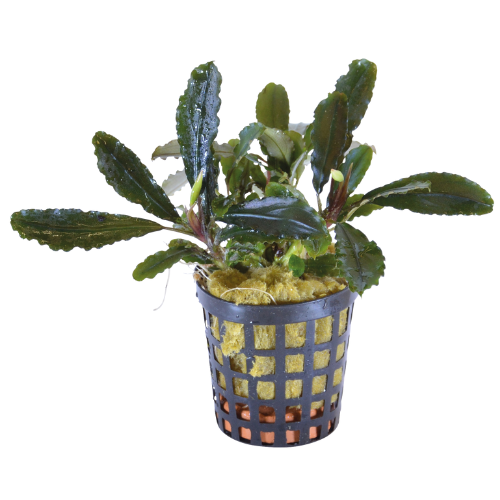 Bucephalandra Lamandau 5 cm pot Bucephalandra Lamandau 5 cm pot