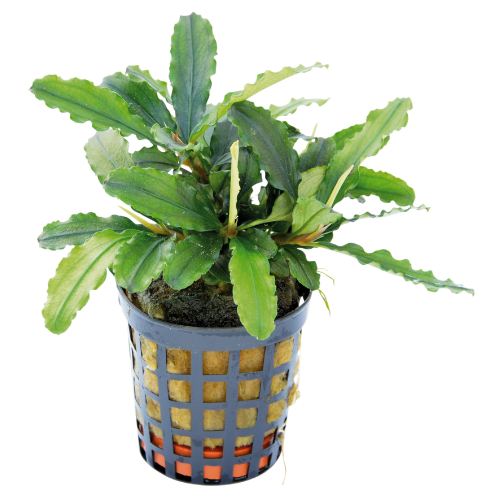 Bucephalandra Theia Green 5 cm pot Bucephalandra Theia Green 5 cm pot