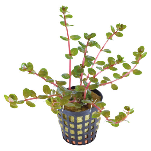 Rotala Orange Juice 5 cm pot Rotala Orange Juice 5 cm pot