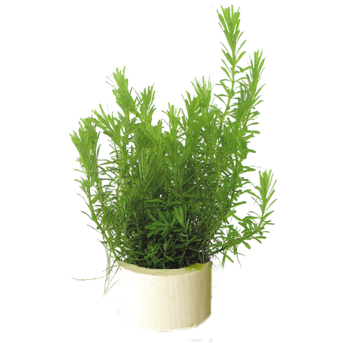 Rotala Wallichii Eco Bos Rotala Wallichii Eco Bos
