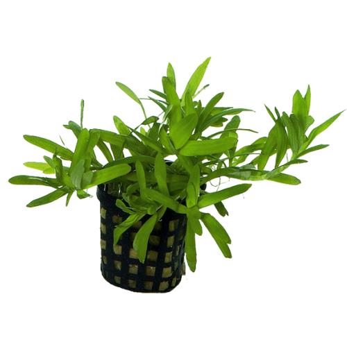 Heteranthera Zosterfolia (Sterrenkruid) 5 cm pot Heteranthera Zosterfolia (Sterrenkruid) 5 cm pot