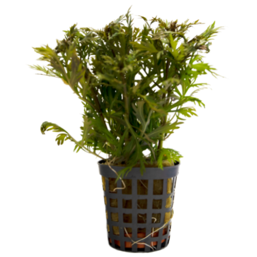 Hyptis Laciniata 5 cm pot Hyptis Laciniata 5 cm pot
