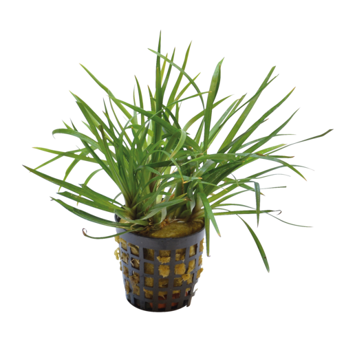Eriocaulon Sp. Vietnam 5 cm pot Eriocaulon Sp. Vietnam 5 cm pot