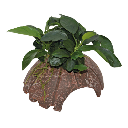 Deco Coconut Anubias 10X12X7Cm Deco Coconut Anubias 10X12X7Cm