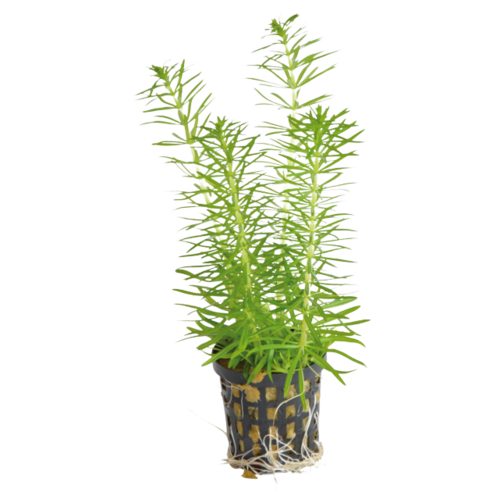 Pogestemon Erectus (Waterhaar) 5 cm Pot Pogestemon Erectus (Waterhaar) 5 cm Pot