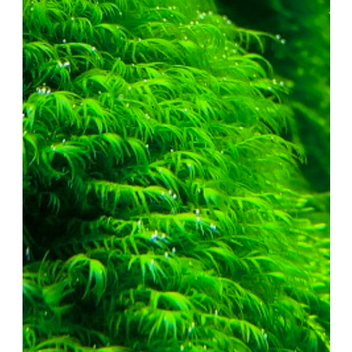 Phoenix mos in Cup 80 cc Fissidens Fontanus Phoenix mos in Cup 80 cc Fissidens Fontanus