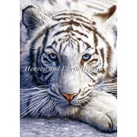 David Penfound Artworks: White tiger