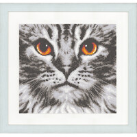 Telpakket kit Kat close-up