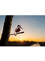 Bird Silhouette Kingfisher