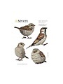 Wall sticker House Sparrows II