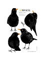 Wall sticker Blackbird