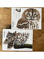 Wall sticker Tawny Owl Sleepy