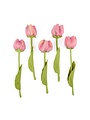 Tulpe Romy