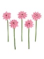 Gerbera Old Pink