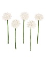 Gerbera White