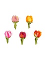 Broche Tulp, Riva