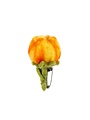 Broche Tulp, Olivia