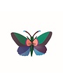 Akazien-Schmetterling