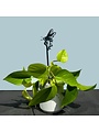 Honey bee, Plant stake 70 cm