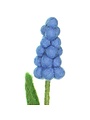 Blue grape