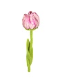 Tulpe Flora