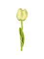 Tulip Gini