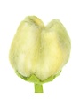 Tulip Gini