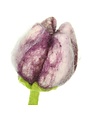 Tulip Pipa