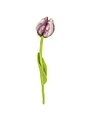Tulip Pipa