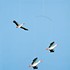 Flensted Mobiles Danish lucky storks mobile 47x46cm made in Denmark