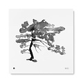  Teemu Järvi  PINE Tree art print 50x50cm