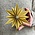 LOVI Decor Star Yellow small Ø15cm