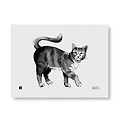  Teemu Järvi  Cat art print 30x40cm