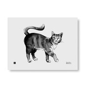 Teemu Järvi  Prachtige Cat art print 30x40cm - kunst aan de muur