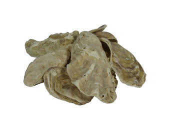 Air-Aqua Oesterschelpen