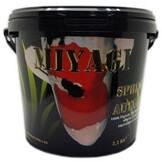 Miyagi Spring Autumn