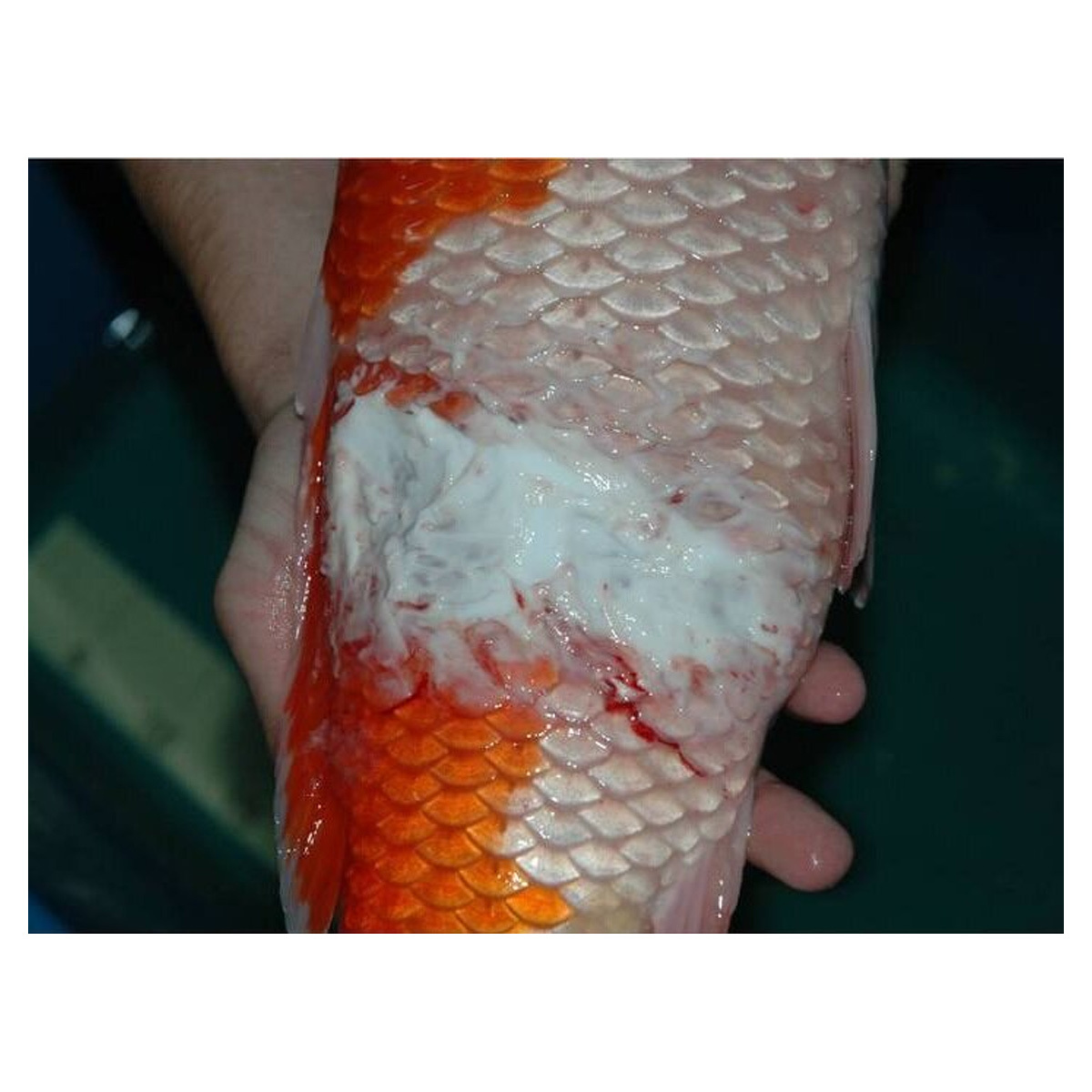 Fish Pharma Woundgel