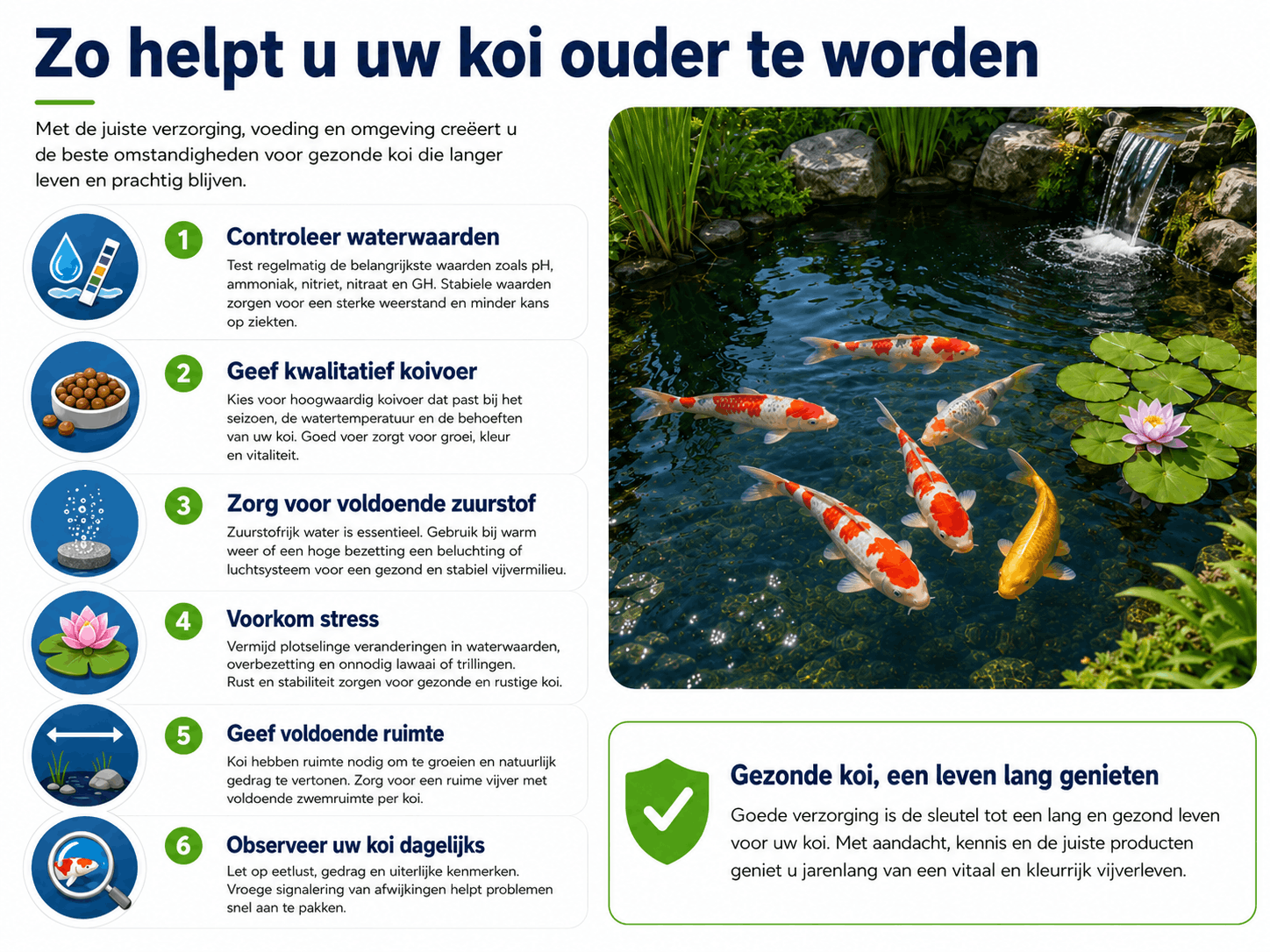 Tips om een koi ouder te laten worden door goede voeding, waterkwaliteit en verzorging