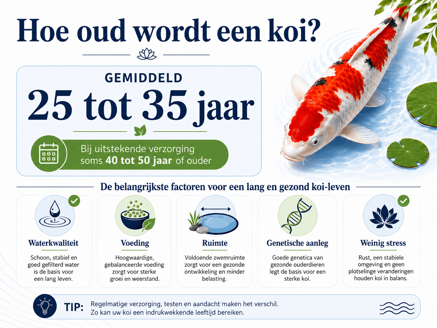 Infographic over de gemiddelde leeftijd van een koi en factoren die de levensduur bepalen