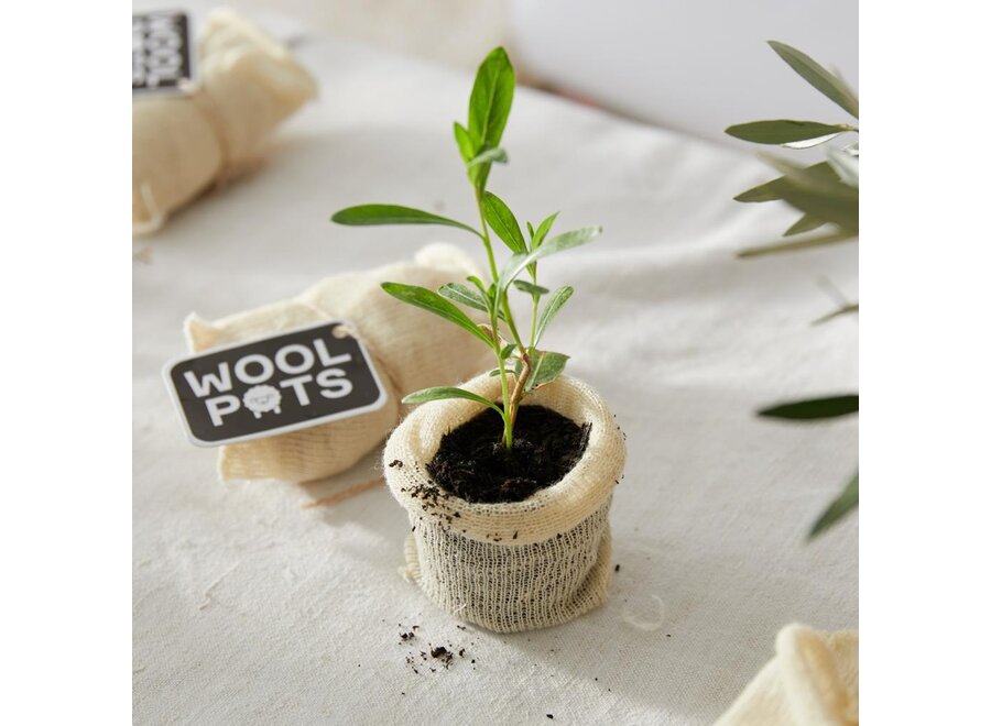 Wool pots - Fabriqués à 100 % en laine de mouton - Pot à plantes compostable