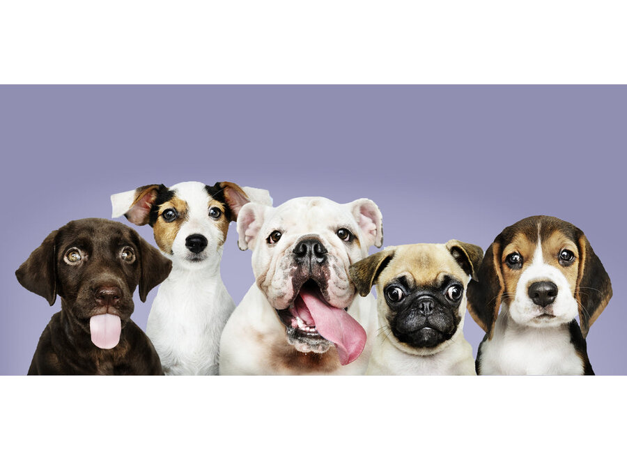 Furry Shampoo-Riegel für Hunde – kurzes Fell – wunderbarer Duft – reinigt das Fell