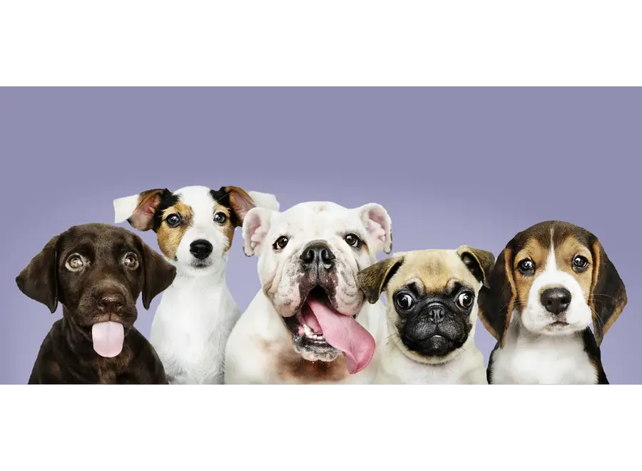 Furry Hondenshampoo Bar - Long Coat - Heerlijke geur - Reinigt de vacht