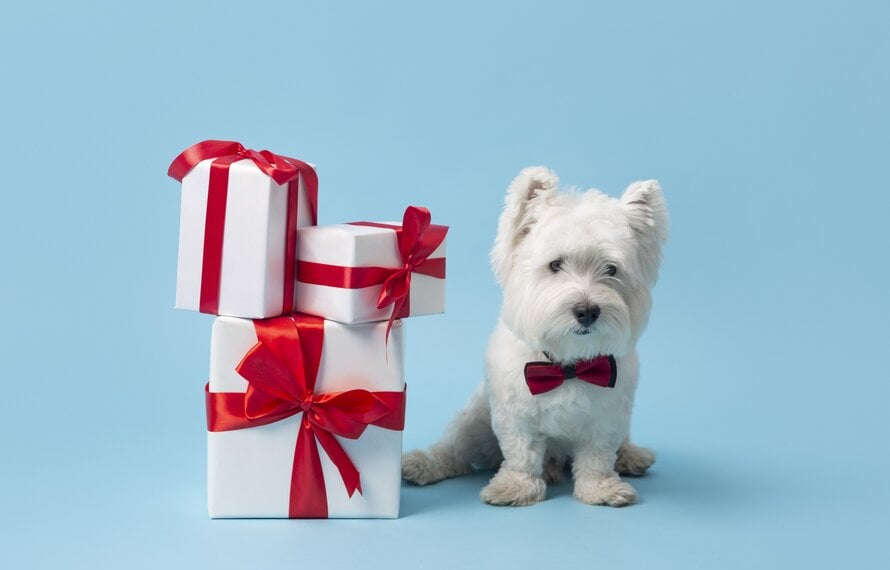 Top 5 Gifts for Dog Lovers