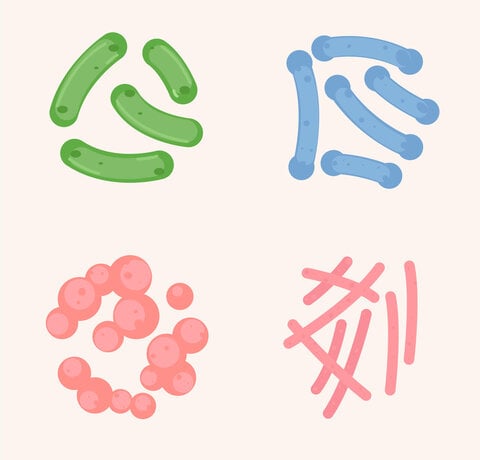 Probiotics: small bacteria, big impact on your health (and your laundry!)