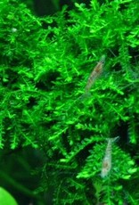 Tropica Vesicularia ferriei