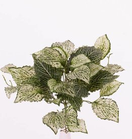 Fittoniabush (Nerve plant) x37lvs, "Self Folding", 25cm